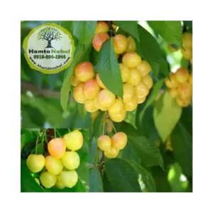 خریدنهال گیلاس زرد دانشکده