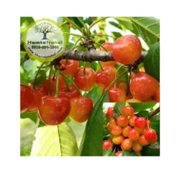 خرید نهال گیلاس صورتی لواسان