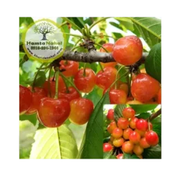 نهال گیلاس صورتی لواسان