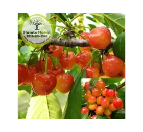 نهال گیلاس صورتی لواسان