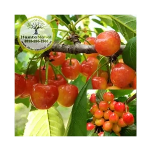 خرید نهال گیلاس صورتی لواسان