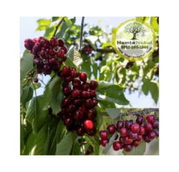 خرید نهال گیلاس هارت