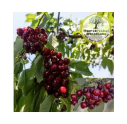 نهال گیلاس هارت