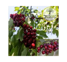 نهال گیلاس هارت