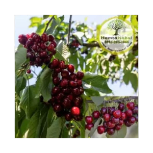 خرید نهال گیلاس هارت