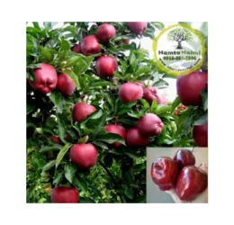 خرید نهال سیب ردمریکال