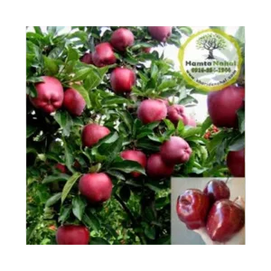 خرید نهال سیب ردمریکال