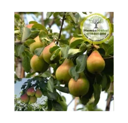 خرید نهال گلابی نطنز