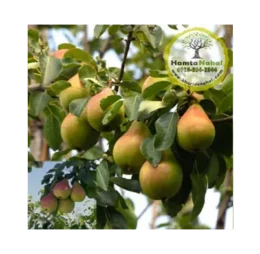 نهال گلابی نطنز