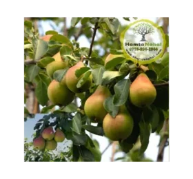 نهال گلابی نطنز