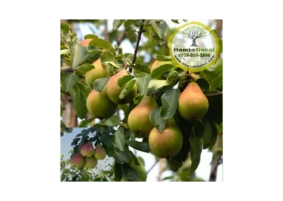 نهال گلابی نطنز