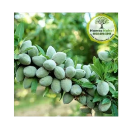 نهال بادام خوشه‌ای