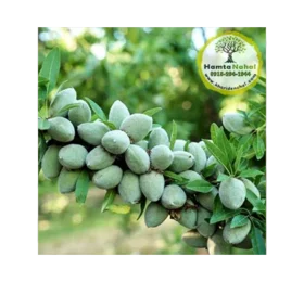 نهال بادام خوشه‌ای