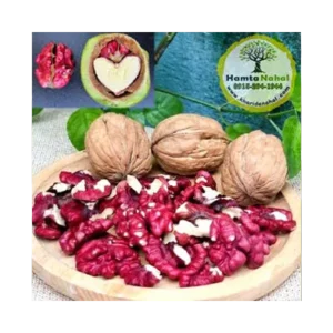 نهال گردو قرمز (توسرخ)