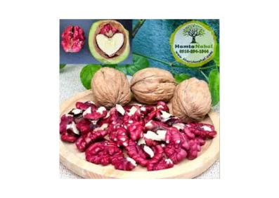 نهال گردو قرمز (توسرخ)