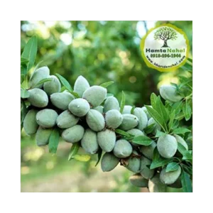 خرید نهال بادام خوشهای