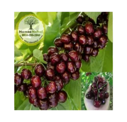 خرید نھال گیلاس دلارکا