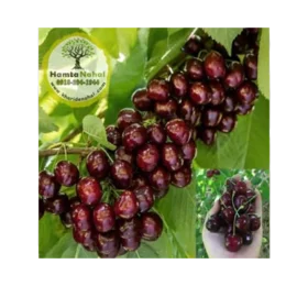 نھال گیلاس دلارکا