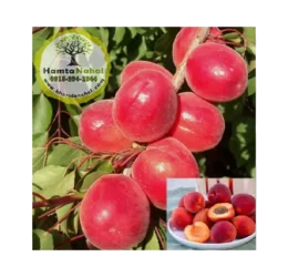 نهال زردآلو قرمز