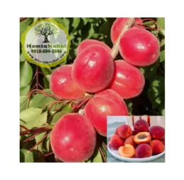 نهال زردآلو قرمز