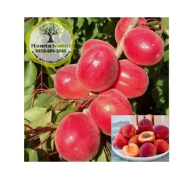 نهال زردآلو قرمز