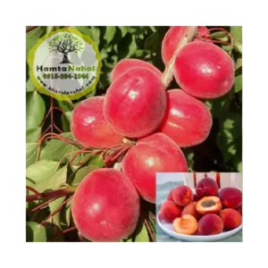 خرید نهال زردآلو قرمز