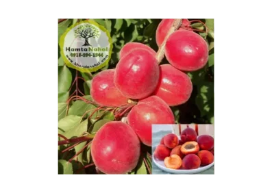 خرید نهال زردآلو قرمز