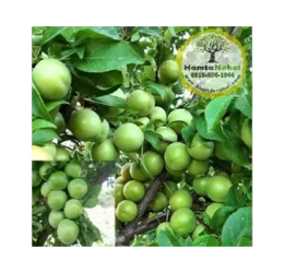 خرید نهال گوجه سبز سردرودی