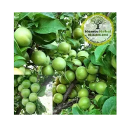 نهال گوجه سبز سردرودی