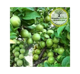 نهال گوجه سبز سردرودی