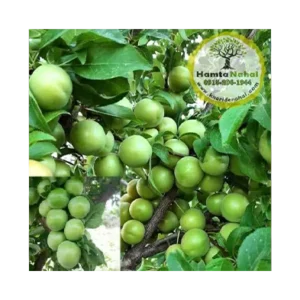 خرید نهال گوجه سبز سردرودی