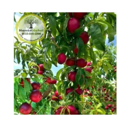 نهال شلیل حسن پور