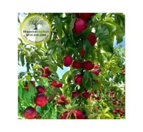 نهال شلیل حسن پور