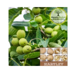 خرید نهال گردو پیوندی هارتلی