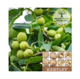 نهال گردو پیوندی هارتلی