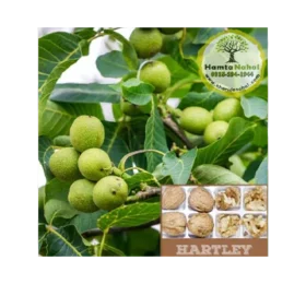 نهال گردو پیوندی هارتلی