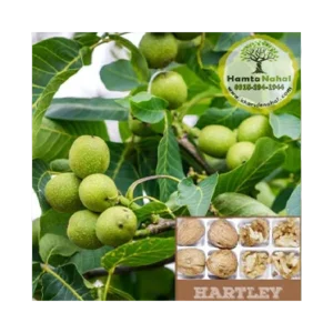 خرید نهال گردو پیوندی هارتلی