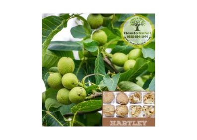 خرید نهال گردو پیوندی هارتلی