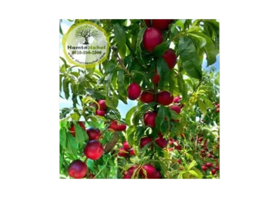 نهال شلیل حسن پور