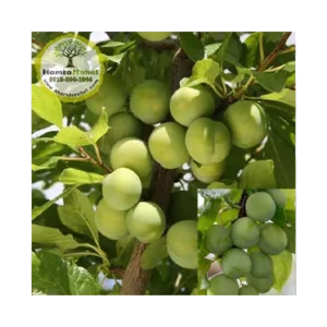 خرید نهال گوجه سبز شهریار