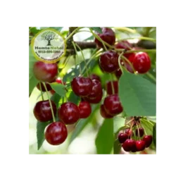 نھال آلبالو بوترمو