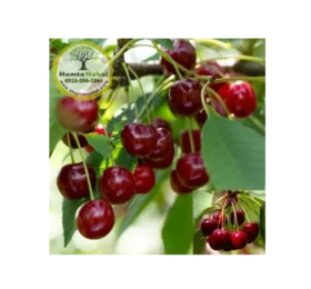 نھال آلبالو بوترمو