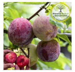 خرید نهال آلو خاکی