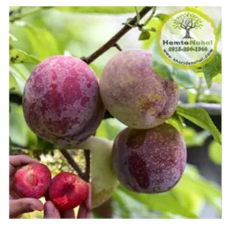 نهال آلو خاکی