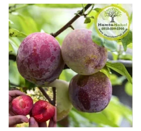 نهال آلو خاکی