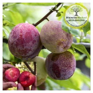 خرید نهال آلو خاکی