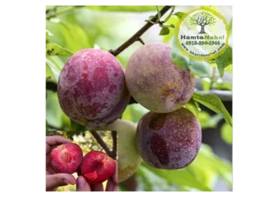 خرید نهال آلو خاکی