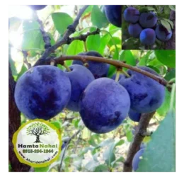 خرید نهال آلو حاج حسنی
