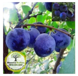 نهال آلو حاج حسنی