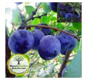 نهال آلو حاج حسنی